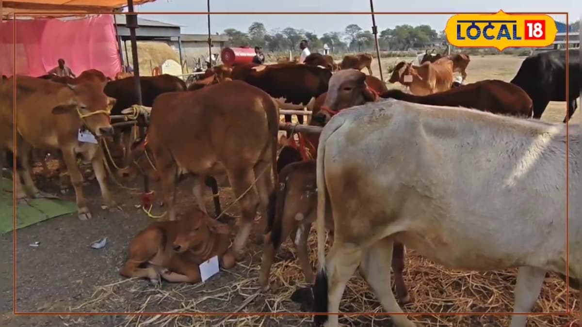 छत्तीसगढ़ के किसानों के लिए बड़ी पहल! इस योजना से बढ़ेगा दूध और मुनाफा, एक्सपर्ट से समझें