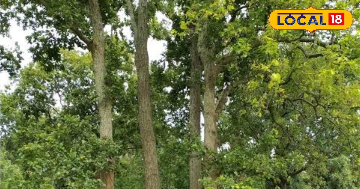 Timber Trees Benefits | सागवान महोगनी की खेती से मुनाफा | किसानों के ...