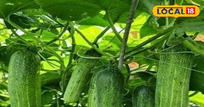 खीरे की खेती किस्म और विधि बताते देवघर के कृषि वैज्ञानिक