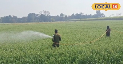 गेहूं की खेती।