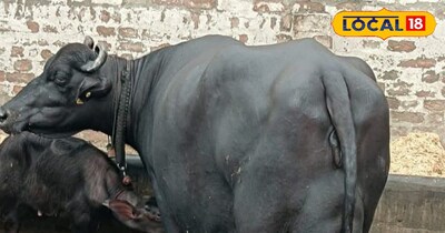 In summer, give protein fat to Murrah buffalo instead of straw and fodder, the d