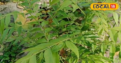 करी पत्ते के चमत्कारिक फायदे...