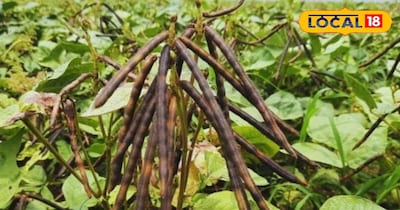 खेत खाली होने के बाद मूंग दाल की खेती कर सकते हैं.