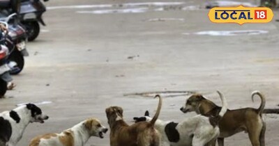 Bareilly's Stray Dog Crisis: Shelter Home Proposed for 1000 Dogs