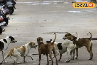 1000 कुत्तों के लिए बनेगा शेल्टर, बरेली में सुरक्षा और सहूलियत की उम्मीद