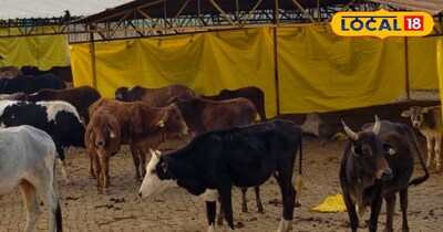 infertility disease in animals