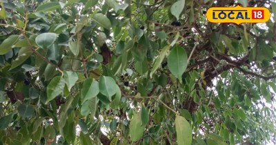 जामुन की पत्तियां 