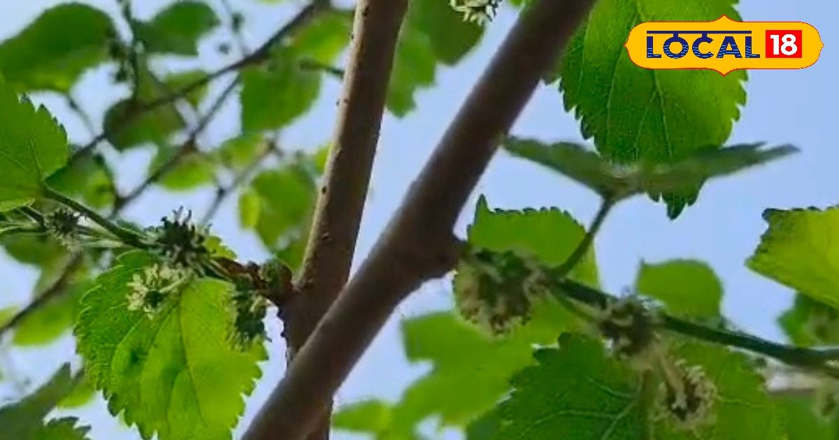 लाल-काला छुटकू सा फल सेहत का है खजाना, हड्डियों को बना दे फौलादी, जानें ये बड़े फायदे