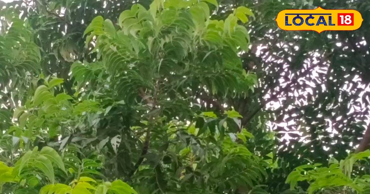 बीमारियों का काल है ये हरा पत्ता, रोजाना चबाइए 5 पत्ते, फैटी लिवर से लेकर कैंसर तक में लाभकारी