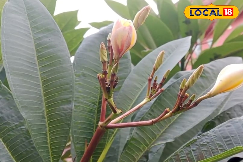 চর্মরোগ চর্মরোগ