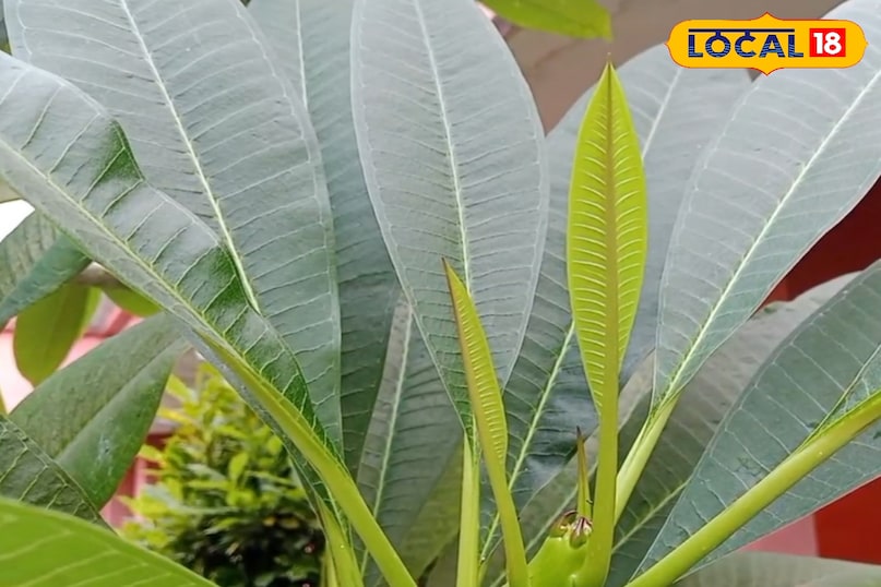 জয়েন্টের ব্যথার জন্য উপকারী জয়েন্টের ব্যথার জন্য উপকারী