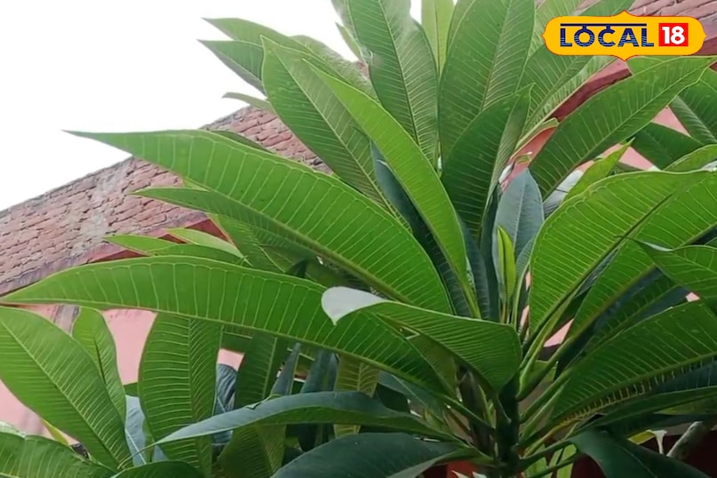 আলসার উপশম আলসার উপশম