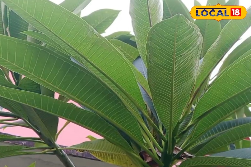 জ্বরের জন্য সহায়ক প্রতিকার জ্বরের জন্য সহায়ক প্রতিকার