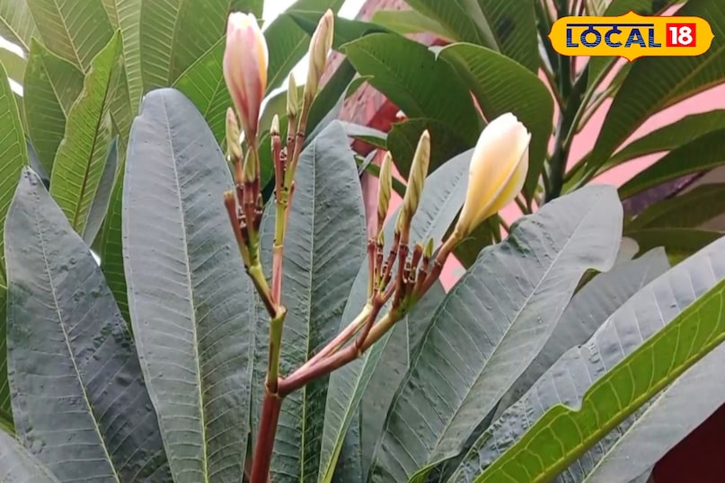 মাথাব্যথা এবং অনিদ্রা মাথাব্যথা এবং অনিদ্রা