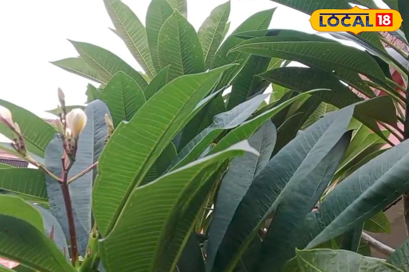 বুক এবং শ্বাসযন্ত্র বুক এবং শ্বাসযন্ত্র