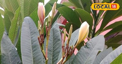 चंपा के अद्भुत फायदे 