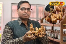 सूजन से लेकर वेट लॉस तक...कच्ची हल्दी सेहत का सोना, इम्युनिटी के लिए वरदान