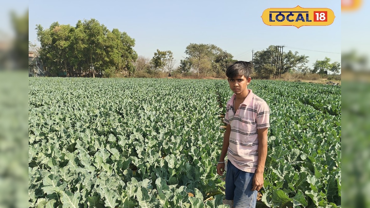 इस युवा किसान ने किया कमाल, बंजर जमीन पर उगा रहा हैं जंबो गोभी, सालाना लाखों में कर रहा कमाई