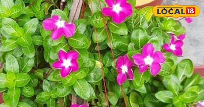 Unlock Nature's Secret: 'Sugar Control Plant' in Your Pot Offers Health Benefits!