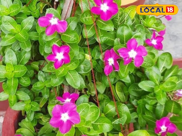 ঘরেই পাত্রে জন্মে 'সুগার কন্ট্রোল প্ল্যান্ট'! উপকারিতা জানার পর ব্যবহার শুরু করবেন