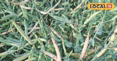 सरसों की फसल।