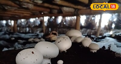 मशरूम की खेती 