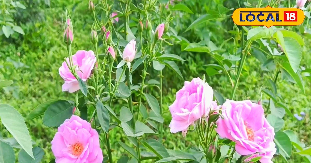 25 साल से किसान कर रहा है गुलाब की खेती, तीन बीघा में 5 लाख की कमाई, बाजार में है इनके फूल की डिमांड