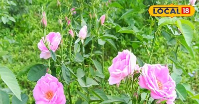 खेतों में उगी गुलाब की फसल.<br>