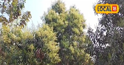 आम के बागान