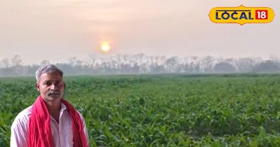 किसान ने दिखाई मेहनत की ताकत, पत्थर जैसी मिट्टी पर उगा दिया मक्का