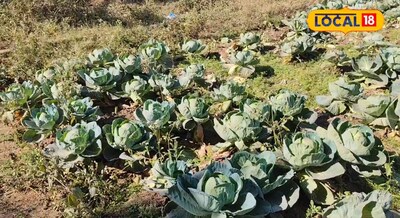 5 किलो का पत्ता गोभी उगाने का मनोज ने बताया सीक्रेट फार्मूला, किसान मेले में बन