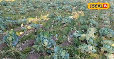 Grow 5 kg Cabbage Without Urea-Chemicals: Farmer's Secret Formula Revealed