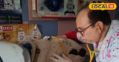 पेट्स में भी फ़ैल रही है डायबतीज...