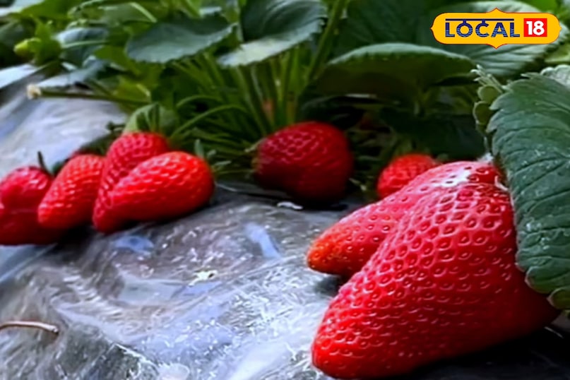 স্ট্রবেরি খাওয়ার উপকারিতা, স্ট্রবেরি কীভাবে খেতে হয়, স্ট্রবেরিতে কী কী পুষ্টি উপাদান পাওয়া যায়, স্ট্রবেরি কখন খেতে হবে, কত পরিমাণে স্ট্রবেরি খেতে হবে, স্থানীয় 18, স্ট্রবেরি খাওয়ার উপকারিতা, কীভাবে স্ট্রবেরি খেতে হবে, স্ট্রবেরিতে কী পরিমাণে কী পুষ্টিগুণ পাওয়া যায়, স্ট্রবেরিতে কী পরিমাণ পুষ্টি পাওয়া যায়, স্ট্রবেরি খাওয়া উচিত, স্থানীয় 18 স্ট্রবেরি খাওয়ার উপকারিতা, স্ট্রবেরি কীভাবে খেতে হয়, স্ট্রবেরিতে কী কী পুষ্টি উপাদান পাওয়া যায়, স্ট্রবেরি কখন খেতে হবে, কত পরিমাণে স্ট্রবেরি খেতে হবে, স্থানীয় 18, স্ট্রবেরি খাওয়ার উপকারিতা, কীভাবে স্ট্রবেরি খেতে হবে, স্ট্রবেরিতে কী পরিমাণে কী পুষ্টিগুণ পাওয়া যায়, স্ট্রবেরিতে কী পরিমাণ পুষ্টি পাওয়া যায়, স্ট্রবেরি খাওয়া উচিত, স্থানীয় 18