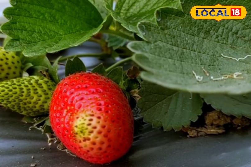 স্ট্রবেরি খাওয়ার উপকারিতা, স্ট্রবেরি কীভাবে খেতে হয়, স্ট্রবেরিতে কী কী পুষ্টি উপাদান পাওয়া যায়, স্ট্রবেরি কখন খেতে হবে, কত পরিমাণে স্ট্রবেরি খেতে হবে, স্থানীয় 18, স্ট্রবেরি খাওয়ার উপকারিতা, কীভাবে স্ট্রবেরি খেতে হবে, স্ট্রবেরিতে কী পরিমাণে কী পুষ্টিগুণ পাওয়া যায়, স্ট্রবেরিতে কী পরিমাণ পুষ্টি পাওয়া যায়, স্ট্রবেরি খাওয়া উচিত, স্থানীয় 18 স্ট্রবেরি খাওয়ার উপকারিতা, স্ট্রবেরি কীভাবে খেতে হয়, স্ট্রবেরিতে কী কী পুষ্টি উপাদান পাওয়া যায়, স্ট্রবেরি কখন খেতে হবে, কত পরিমাণে স্ট্রবেরি খেতে হবে, স্থানীয় 18, স্ট্রবেরি খাওয়ার উপকারিতা, কীভাবে স্ট্রবেরি খেতে হবে, স্ট্রবেরিতে কী পরিমাণে কী পুষ্টিগুণ পাওয়া যায়, স্ট্রবেরিতে কী পরিমাণ পুষ্টি পাওয়া যায়, স্ট্রবেরি খাওয়া উচিত, স্থানীয় 18