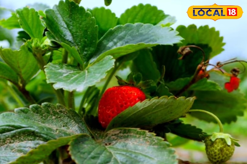 স্ট্রবেরি খাওয়ার উপকারিতা, স্ট্রবেরি কীভাবে খেতে হয়, স্ট্রবেরিতে কী কী পুষ্টি উপাদান পাওয়া যায়, স্ট্রবেরি কখন খেতে হবে, কত পরিমাণে স্ট্রবেরি খেতে হবে, স্থানীয় 18, স্ট্রবেরি খাওয়ার উপকারিতা, কীভাবে স্ট্রবেরি খেতে হবে, স্ট্রবেরিতে কী পরিমাণে কী পুষ্টিগুণ পাওয়া যায়, স্ট্রবেরিতে কী পরিমাণ পুষ্টি পাওয়া যায়, স্ট্রবেরি খাওয়া উচিত, স্থানীয় 18 স্ট্রবেরি খাওয়ার উপকারিতা, স্ট্রবেরি কীভাবে খেতে হয়, স্ট্রবেরিতে কী কী পুষ্টি উপাদান পাওয়া যায়, স্ট্রবেরি কখন খেতে হবে, কত পরিমাণে স্ট্রবেরি খেতে হবে, স্থানীয় 18, স্ট্রবেরি খাওয়ার উপকারিতা, কীভাবে স্ট্রবেরি খেতে হবে, স্ট্রবেরিতে কী পরিমাণে কী পুষ্টিগুণ পাওয়া যায়, স্ট্রবেরিতে কী পরিমাণ পুষ্টি পাওয়া যায়, স্ট্রবেরি খাওয়া উচিত, স্থানীয় 18