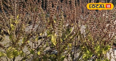 सुबह की धूप में खिलती तुलसी 