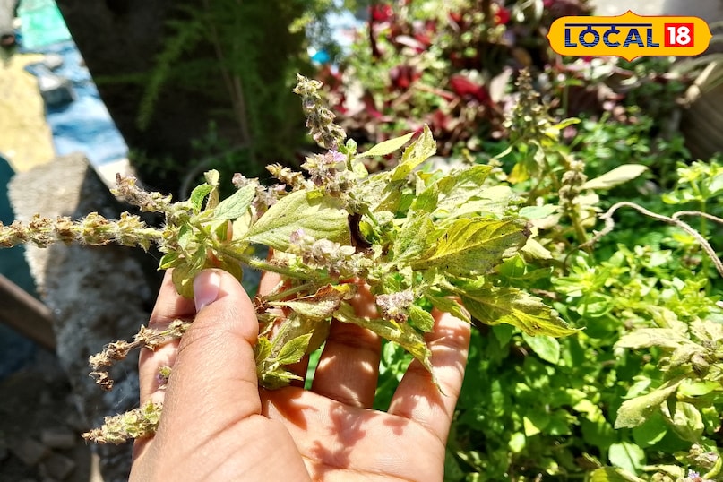 when you can plug the Tulsi i leaves when you can plug the Tulsi i leaves