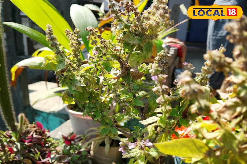 Which God you can offer the Tulsi Which God you can offer the Tulsi