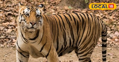 धौलपुर में बाघ की लाइव साइटिंग