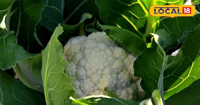 फूलगोभी