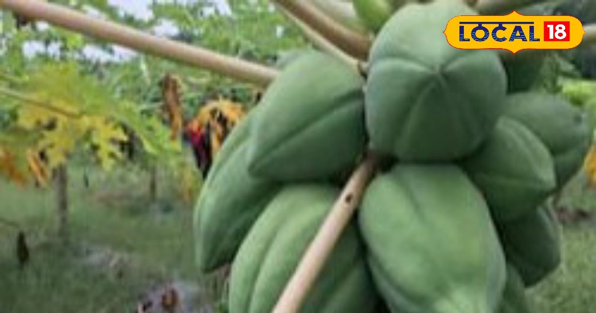 डॉक्टरों की सलाह: किसे कब और कितना पपीता खाना चाहिए, जानिए टिप्स