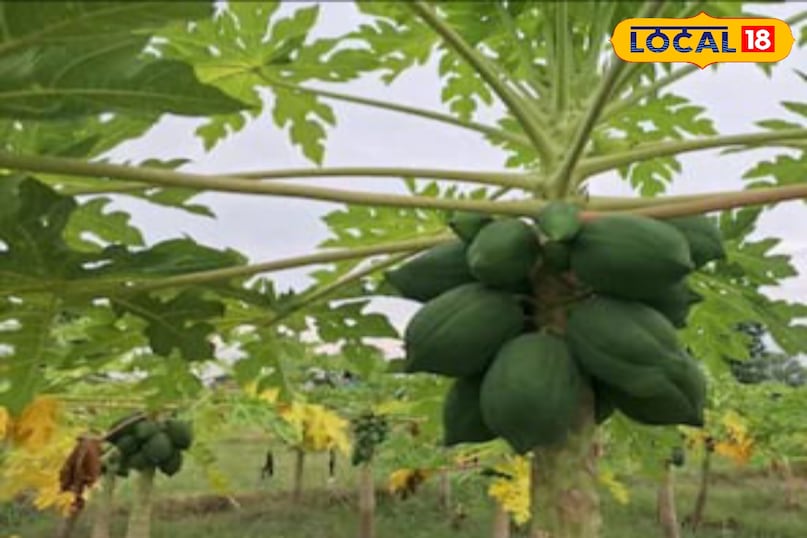 Moradabad news, hindi news, local news, up news, Moradabad news, Hindi news, local news, UP news. Moradabad news, hindi news, local news, up news, Moradabad news, Hindi news, local news, UP news.