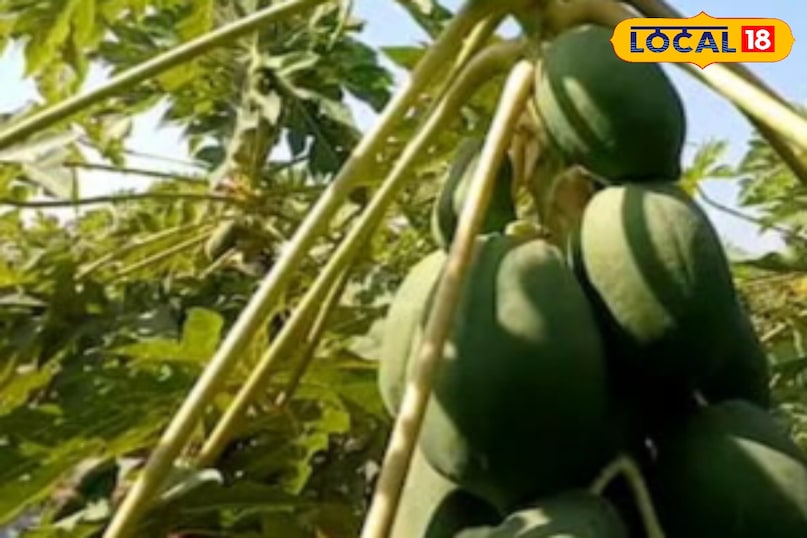 Moradabad news, hindi news local news, up news, Moradabad news, Hindi news, local news, UP news. Moradabad news, hindi news local news, up news, Moradabad news, Hindi news, local news, UP news.