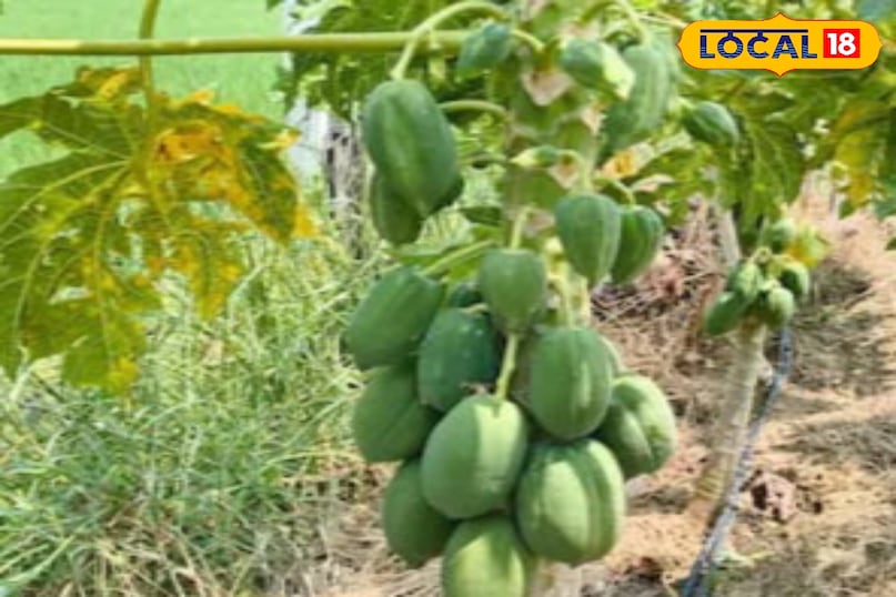 Moradabad news, hindi news, local news, up news, Moradabad news, Hindi news, local news, UP news. Moradabad news, hindi news, local news, up news, Moradabad news, Hindi news, local news, UP news.