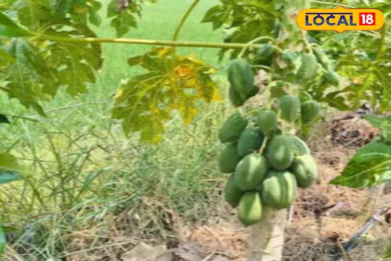 Moradabad news, hindi news, local news, up news, Moradabad news, Hindi news, local news, UP news. Moradabad news, hindi news, local news, up news, Moradabad news, Hindi news, local news, UP news.