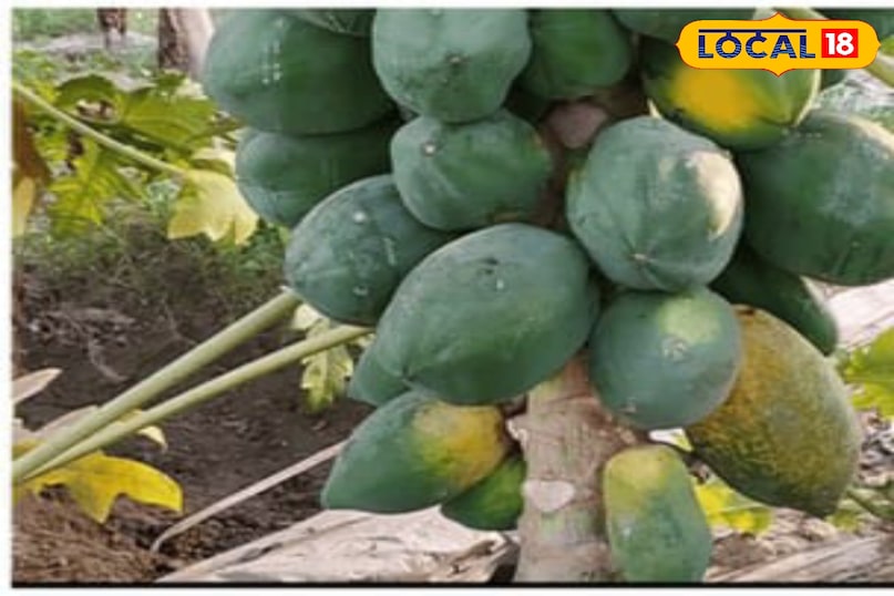 Moradabad news, hindi news, local news, up news, Moradabad news, Hindi news, local news, UP news. Moradabad news, hindi news, local news, up news, Moradabad news, Hindi news, local news, UP news.