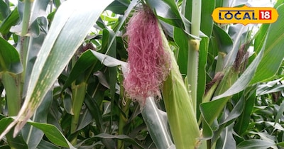 मक्का की खेती से किसानों को होगा दोगुना मुनाफा