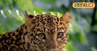 अजमेर जिले के भीमपुरा गांव में लेपर्ड की दहशत दूसरे दिन भी बरकरार