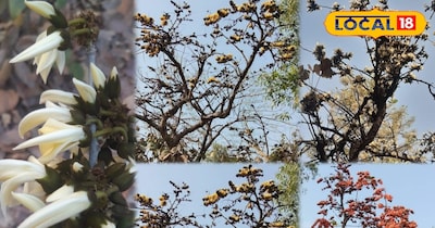 The forests of Jharkhand are awash in three colours – red, yellow and the rare w